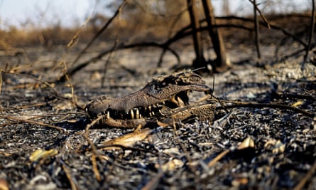 Wildfires in Brazil’s Pantanal wetland fuelled ‘by climate disruption’