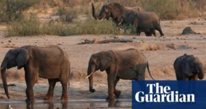 Zimbabwe outlines plan to cull scores of elephants to feed people after drought