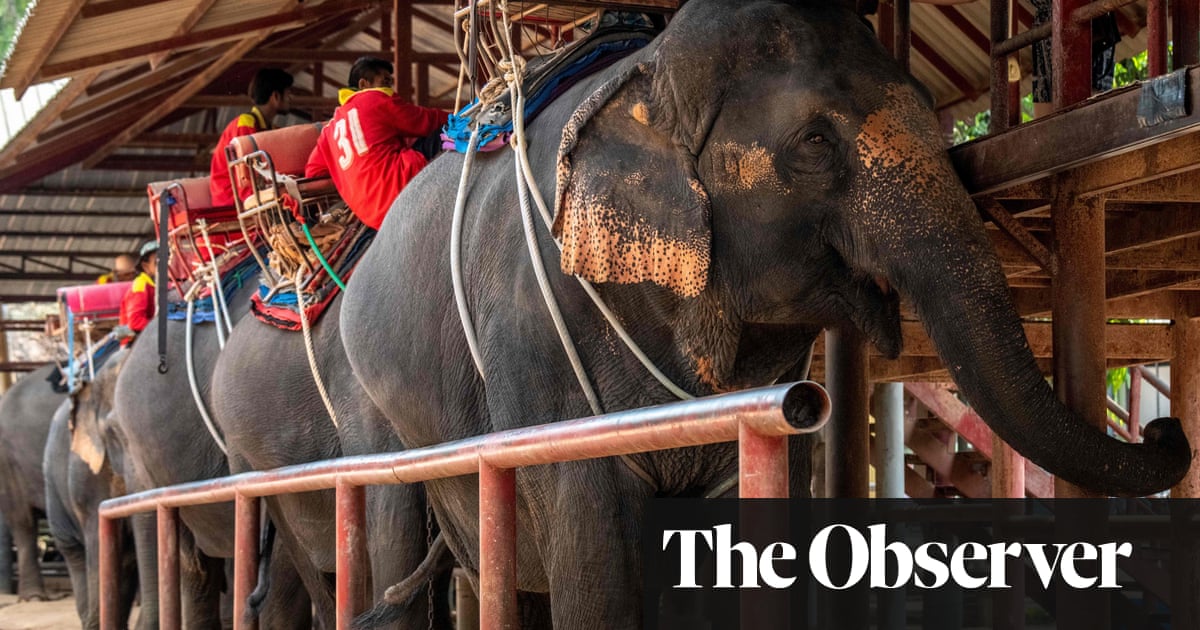 Adverts for ‘cruel’ elephant rides still rising despite new UK law, says charity