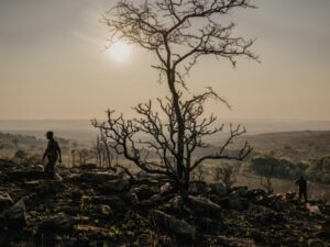 Biodiversity declining even faster in ‘protected’ areas, scientists warn Cop16