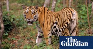 Bird flu outbreak kills dozens of tigers in Vietnam zoos