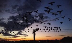 Parrots overwhelm Argentinian town with screeching, poo and power outages