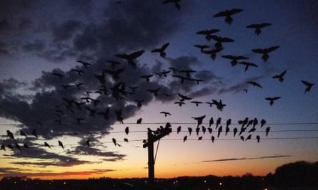 Parrots overwhelm Argentinian town with screeching, poo and power outages