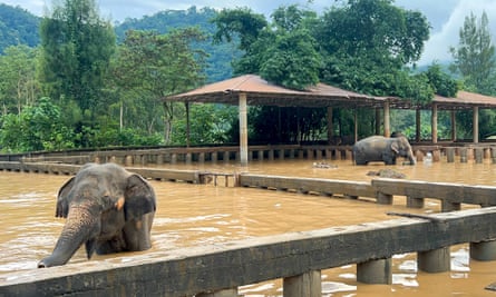 Rescued elephants drown as heavy flooding hits Thai tourist hub Chiang Mai