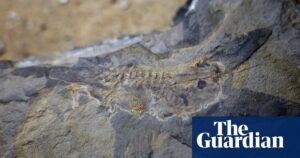 Scientists discover oldest ever giant tadpole fossil in Argentina