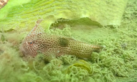 A spotted handfish