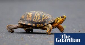 Woman pleads guilty over attempt to smuggle turtles by kayak into Canada