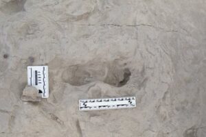 Footprints in Kenya ‘show distant relatives of modern humans coexisted’