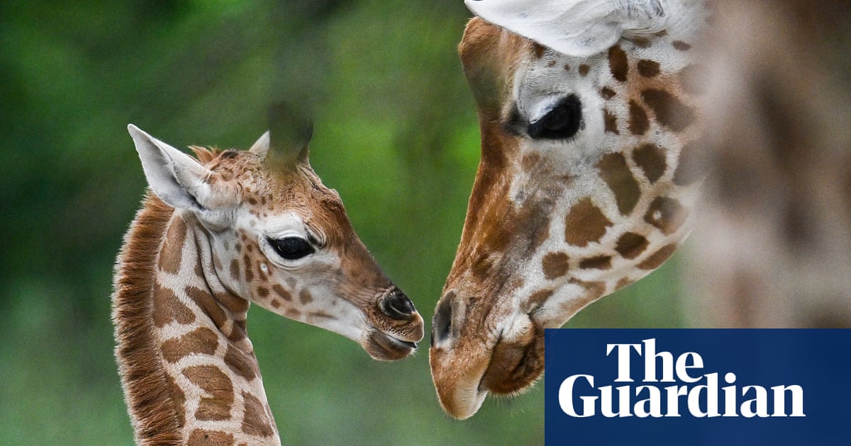 US moves to list giraffes under Endangered Species Act for first time