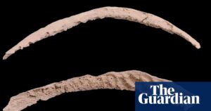 Ancient bones shed new light on debate over origins of syphilis