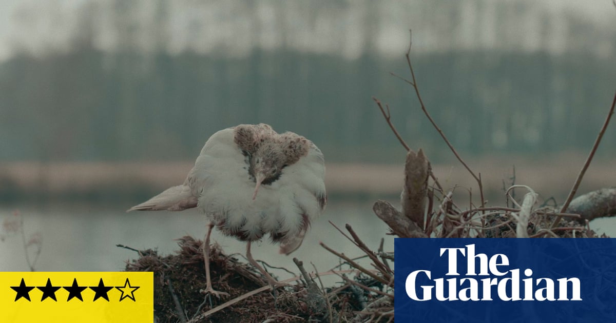 Dead Birds Flying High review – intriguing naturalist portrait swerves the Nazi question