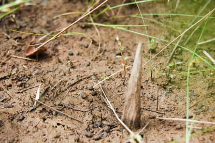 Photographs reveal first glimpse of uncontacted Amazon community