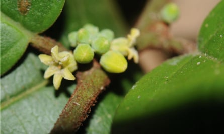 Closeup of yellow flowers and green leaves