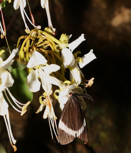 white and yellow flowers with a black moth