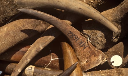 ‘We have to change our attitude’: wildlife expert says rhino horn trade must be legalised