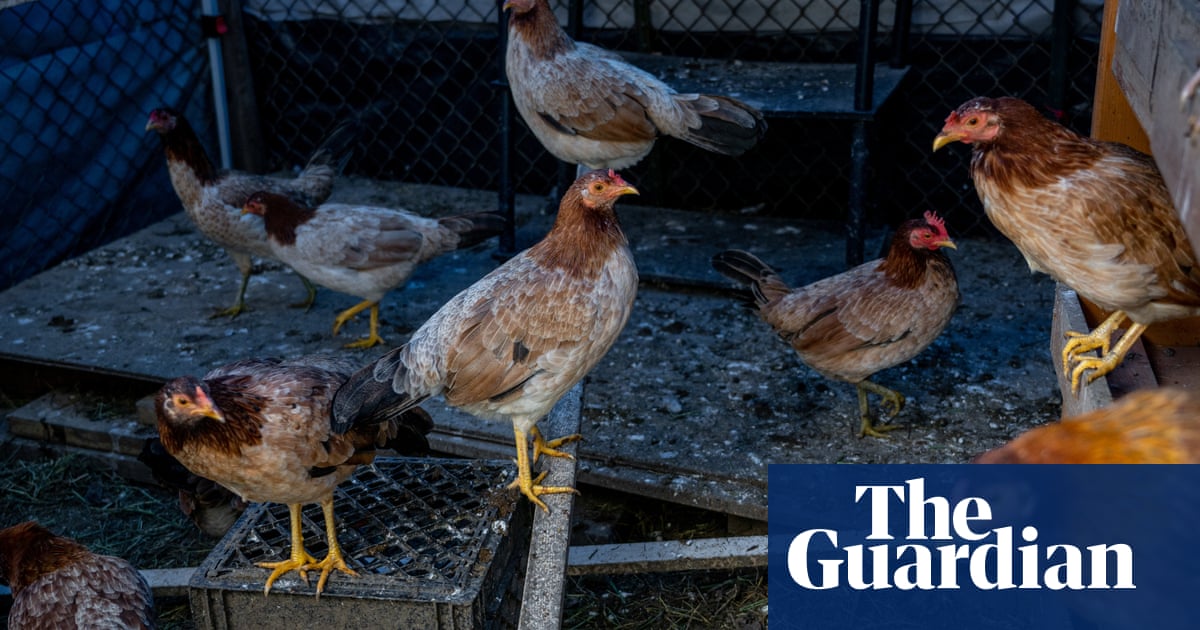 ‘All hands on deck’: Bird flu in US poultry puts state cooperation to the test