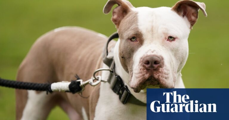 Ban on XL bully dogs a ‘huge burden on policing’, force chiefs warn