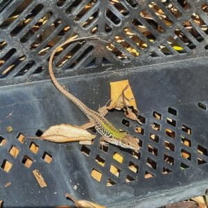 Colombian tree frog found by Sheffield florist highlights invasive species threat