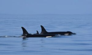 Grieving killer whale who carried calf’s body spotted again with dead baby