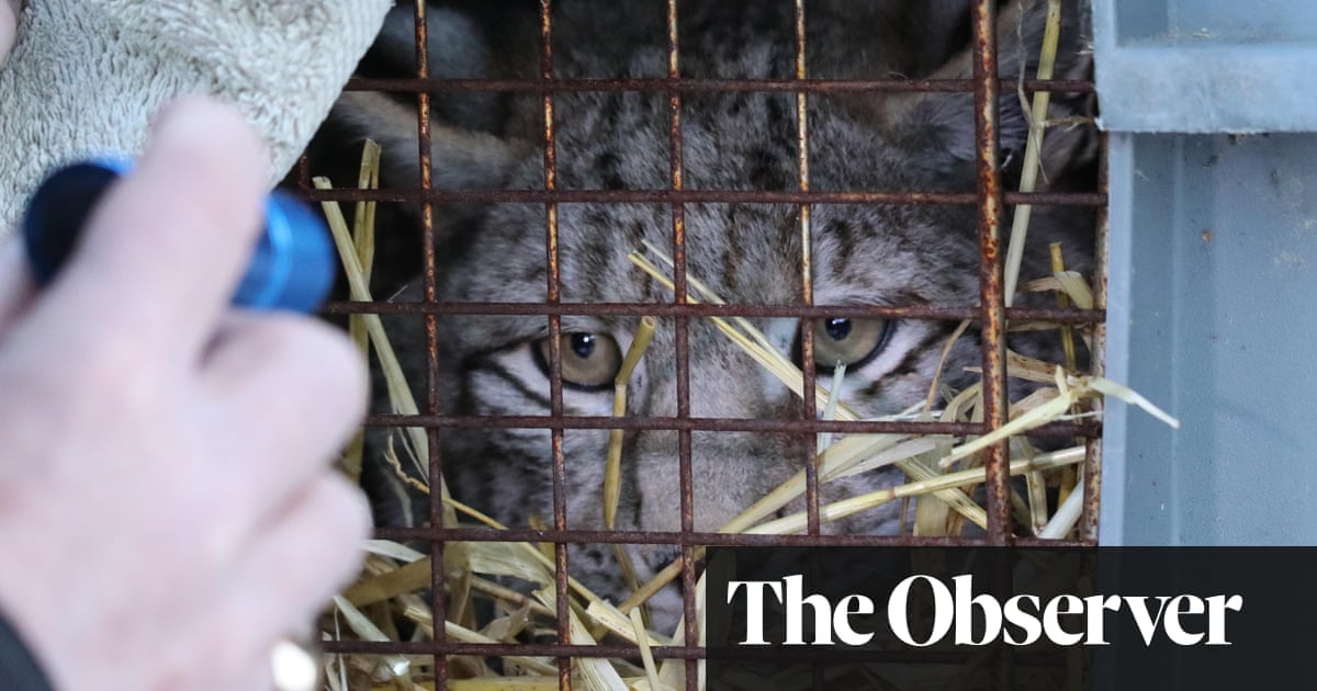 One of four lynx captured in Scottish Highlands dies