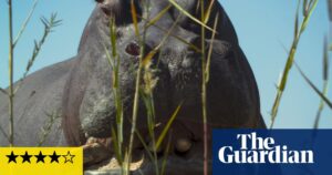 Pepe review – inside the beautiful mind of Pablo Escobar’s hippo