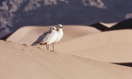 Jonathan Livingston Seagull, 1973.