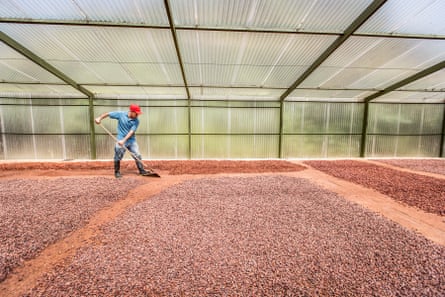 A farmer shovels coca beans in a greenhouse for drying