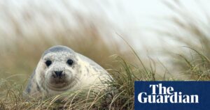 Four seals die on Norfolk coast after contracting bird flu