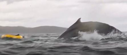 The humpback whale breaks the surface near Adrián Simancas’s raft.