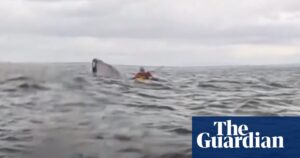 Just a fluke: whale spits out kayaker in incident captured on camera