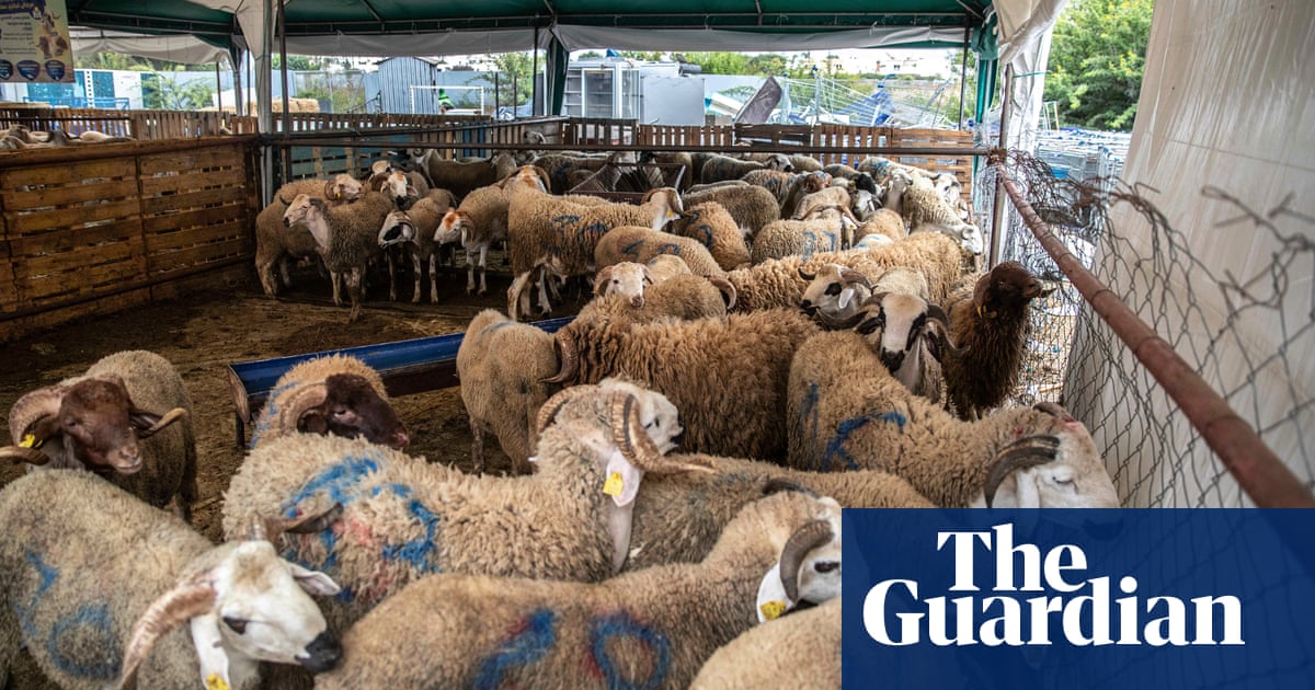 King asks Moroccans not to kill sheep for Eid al-Adha as drought reduces herds