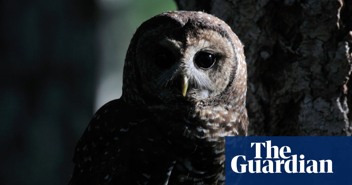 Love rats: Canadians get chance to feed rodents named after old flames to owls