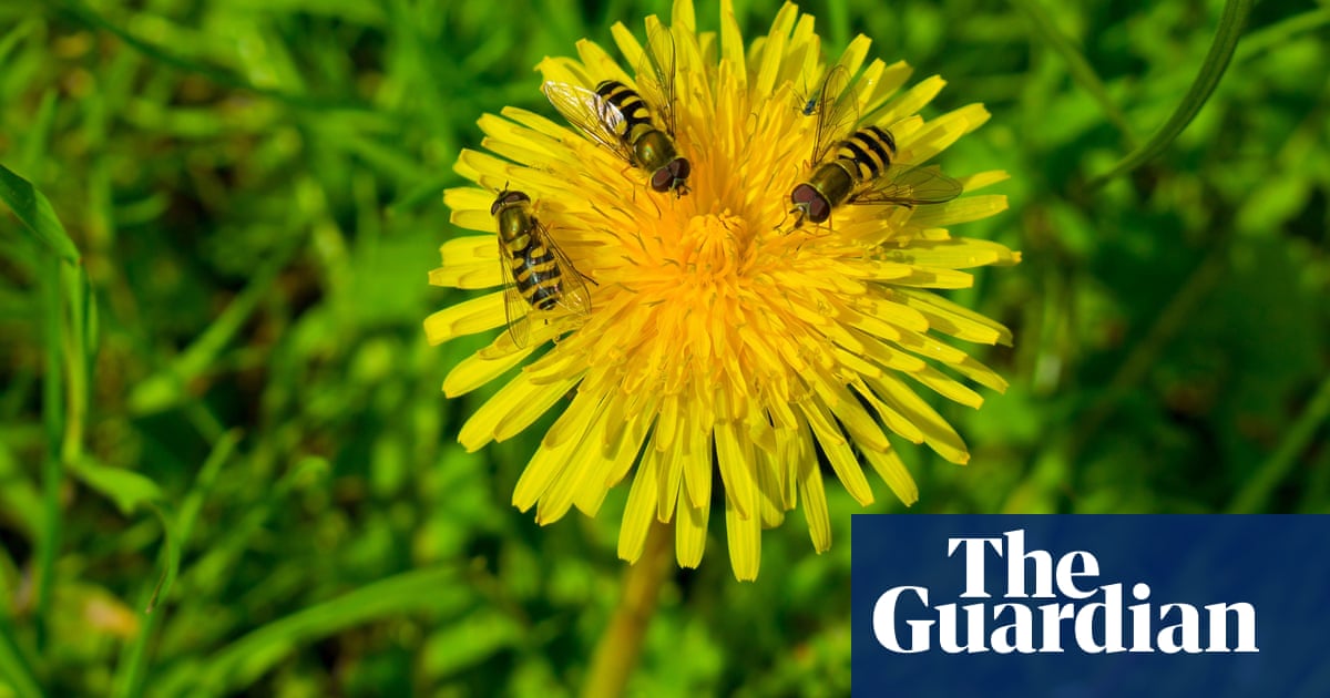 UK conservation goals insufficient to save ants and bees, says expert