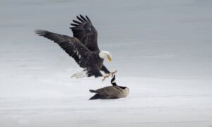 Canada goose fights off bald eagle in rare, symbolism-laden battle on ice