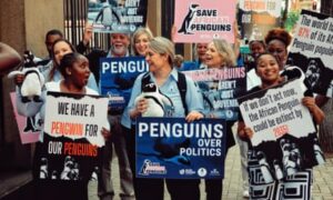 Hope for endangered penguins as no-fishing zones agreed off South Africa