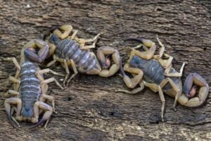 Scorpions ‘taking over’ Brazilian cities with reported stings rising 155%