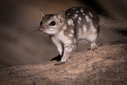 A still from the documentary of a northern quoll