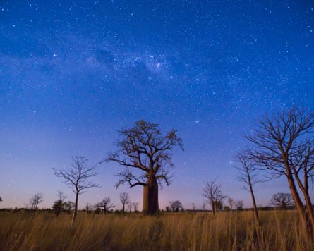 Trees in front of a starry dusk sky