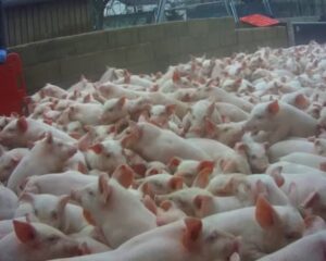 UK supermarkets suspend supplies from Lincolnshire pig farm over cruelty claims